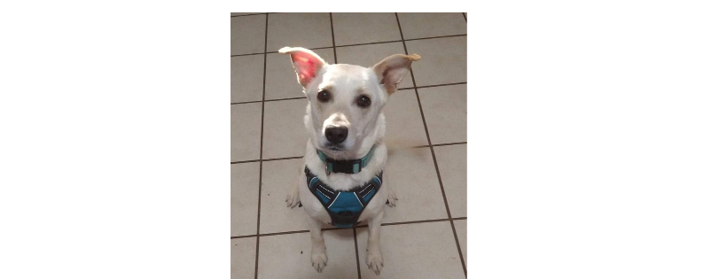 Yuma Homeward Bound Animal Rescue