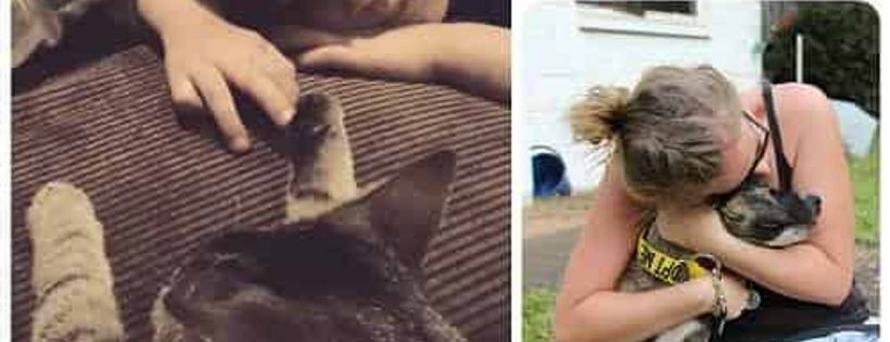 North Qld Animal Rescue Inc