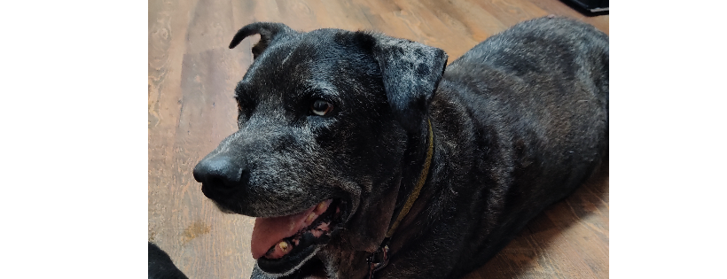 Senior K9 Rescue Inc