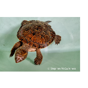 Mission Beach Wildcare Inc