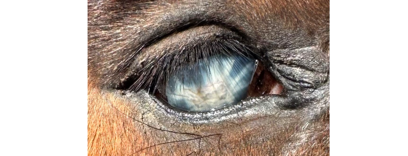 Riding 28 Horse Rescue