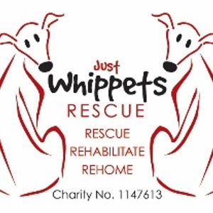 Just Whippets Rescue
