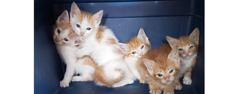 TEJAS RESCUED PET ADOPTIONS
