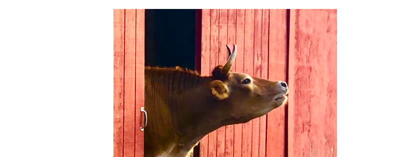 Funny Farm Rescue