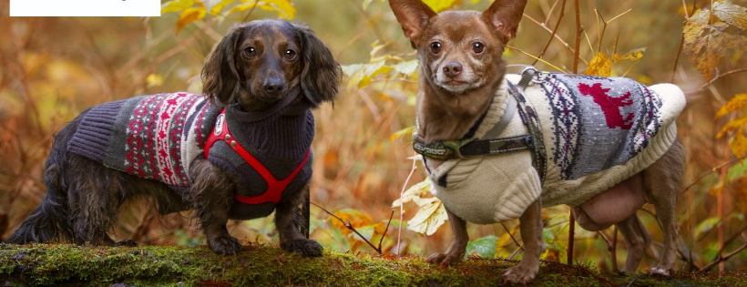 Lower Mainland Humane Society