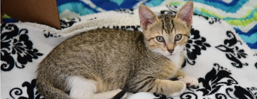 Little Beans' Hope Rescue