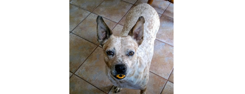 Catahoula Rescue of New England