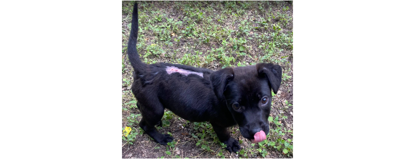 San Antonio Pets Alive!