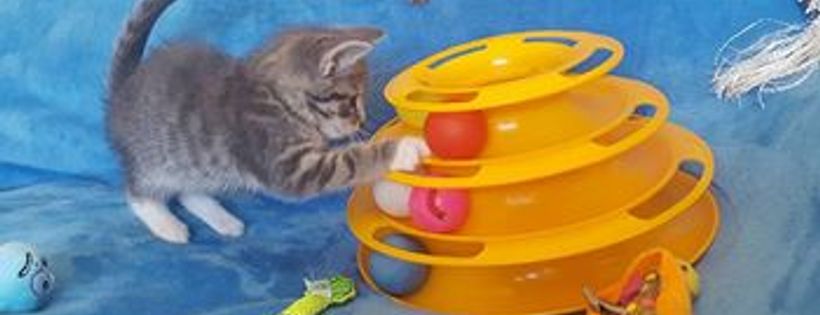 Adopt me Kittens