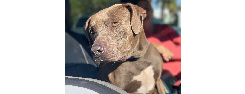 Polk County Bully Project