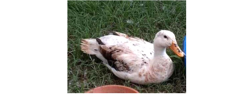 Wildlife Dalby Animal Welfare and Education Association