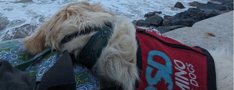 Domino Service Dogs