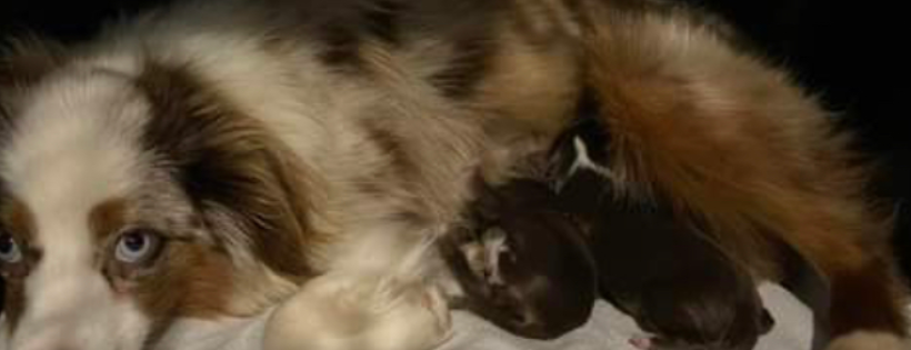 Amsterdog Rescue