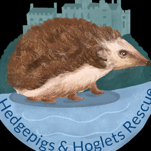 Hedgepigs and Hoglets Rescue
