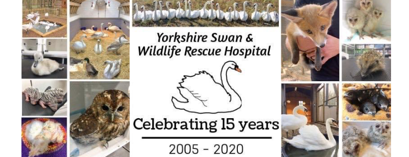 Yorkshire Swan Rescue Hospital