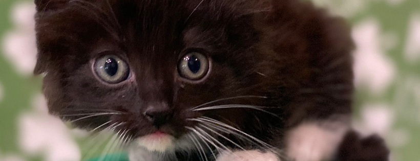 Nine Lives Kitty Rescue