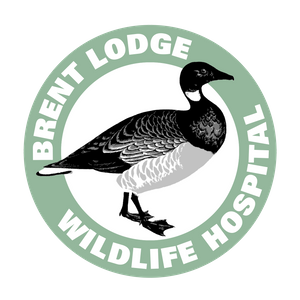Brent Lodge Wildlife Hospital