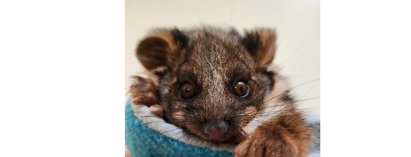Save Our Wildlife Foundation