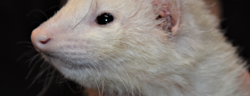 Washington Ferret Rescue and Shelter
