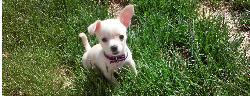 A New Beginning Animal Rescue