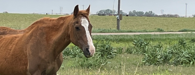 Heartlands Promise Sanctuary