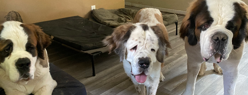 Illinois Saint Bernard Rescue