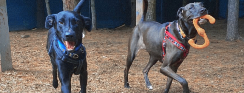 Bark at the Moon Animal Rescue
