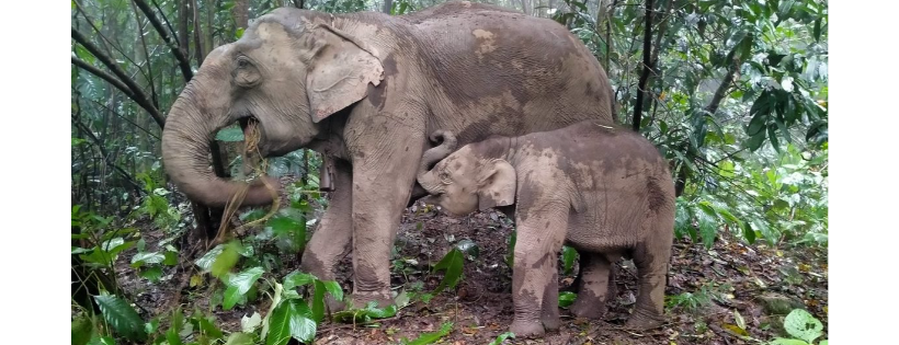 Gentle Giants Elephant Stay Home Project