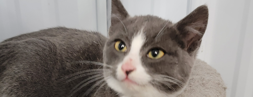 Smiley's Rescues