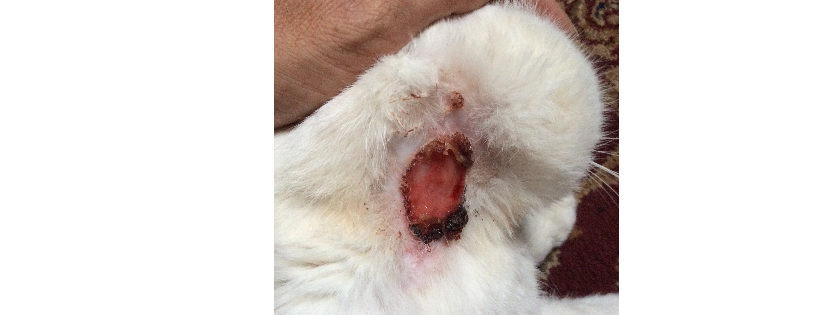 Kats cats retirement rescue