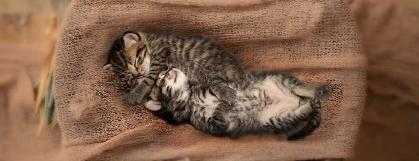 Saving Animals Matters