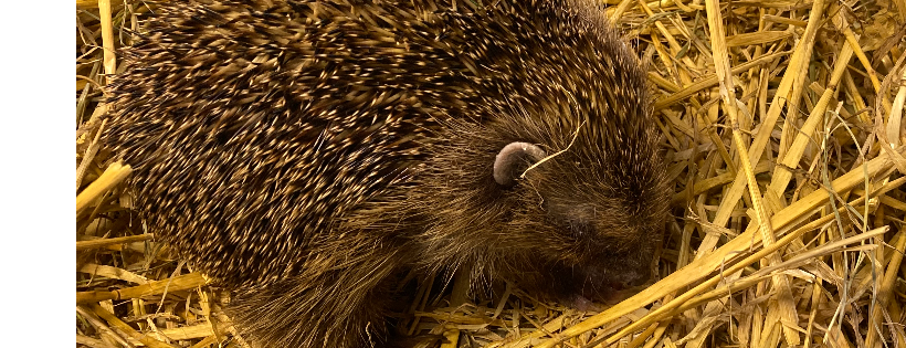 Prickly Edge Hedgehog Rescue C.I.C
