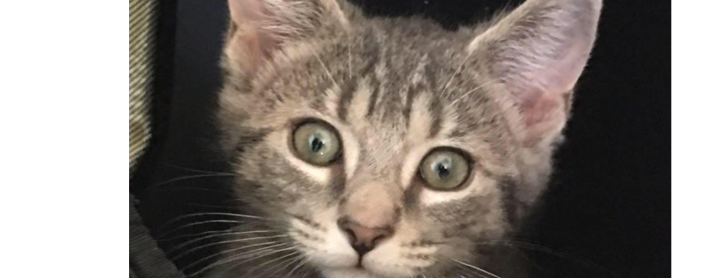 Second Chance Animal Shelter