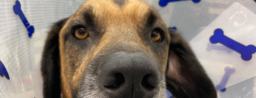 Pet and Wildlife Rescue