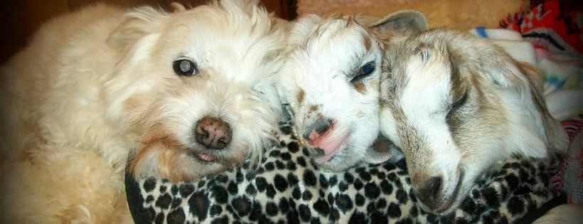 Gunyah Animal Healing Sanctuary Inc