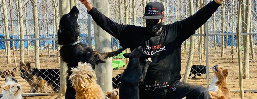 No Dogs Left Behind