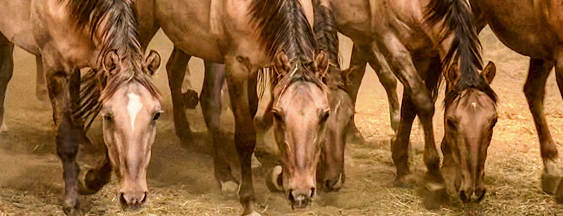 DreamCatcher Wild Horse and Burro Sanctuary