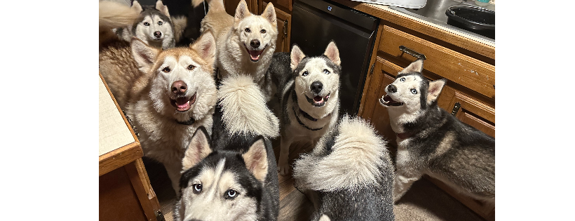 Second Chance Mushers Rescue