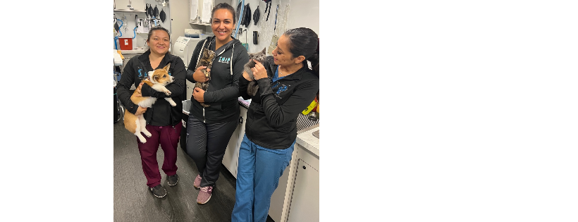 Spay Neuter Imperative Project California