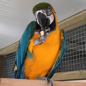 Isle of Man parrot sanctuary