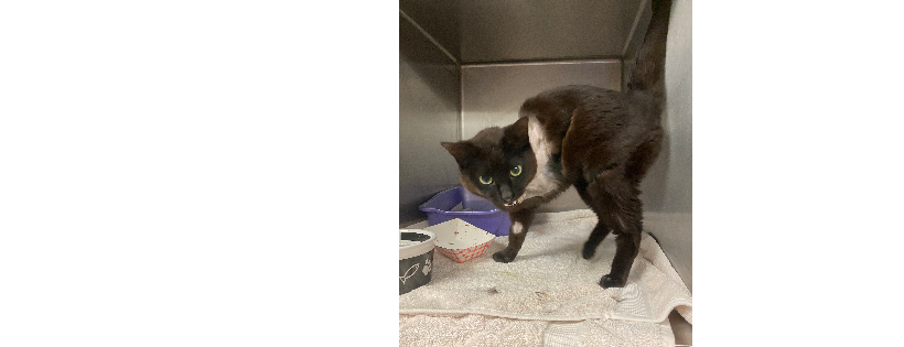 Kentucky pets Alive