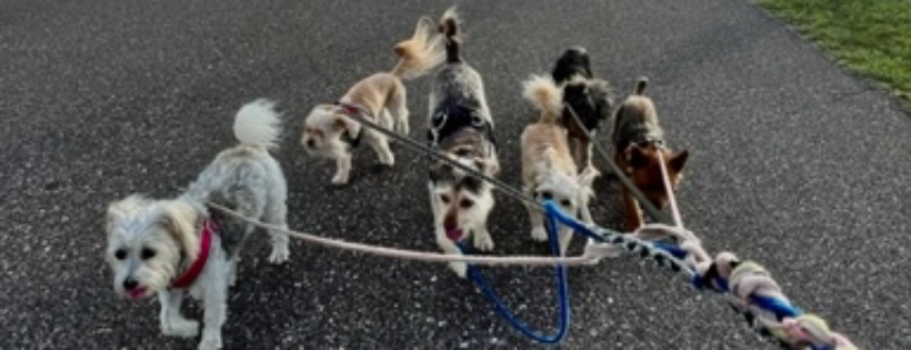 VIP Rescue Florida