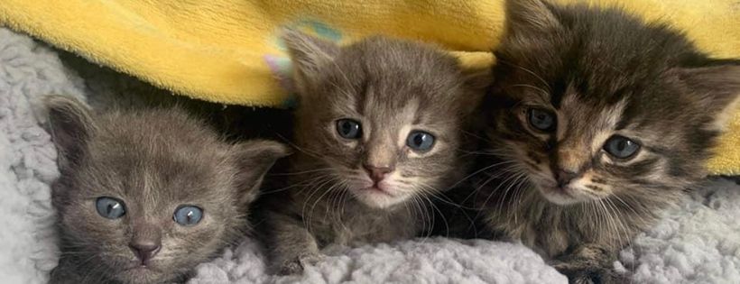 Cats in Crisis Inc