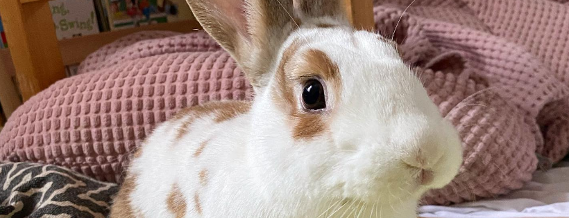 Pumpkin's Acres Rabbit Rescue