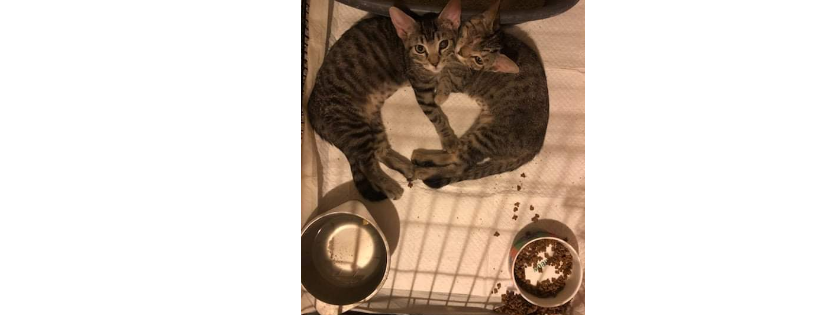 Nevada County Cat Rescue