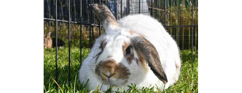 Hunter Hollow Bunny Bed and Breakfast