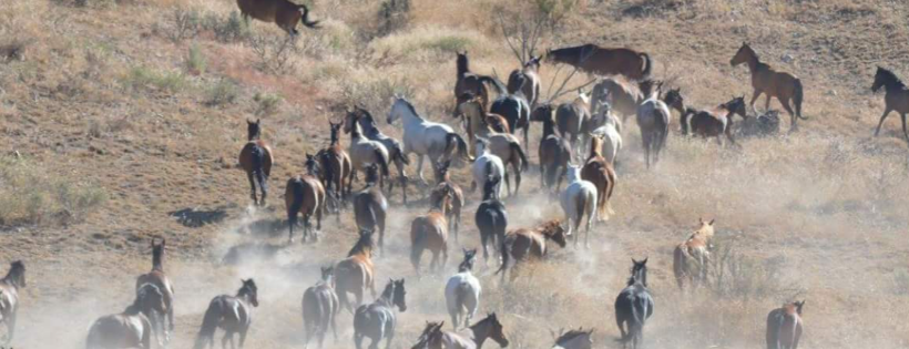 Wynema Ranch Wild Horse  Sanctuary