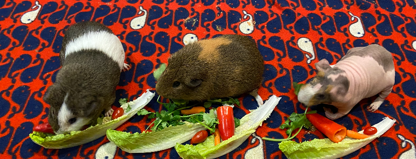 SECOND CHANCE CAVY RESCUE