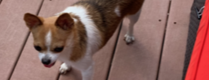 No Paw Left Behind Animal Rescue