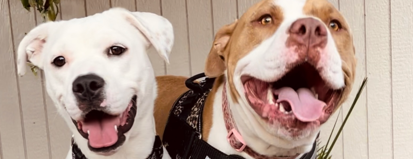 Mahina’s Ohana Rescue